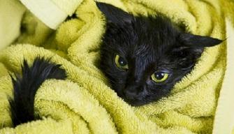 #BlackCatDay: le foto più divertenti di gatti neri allo sbaraglio