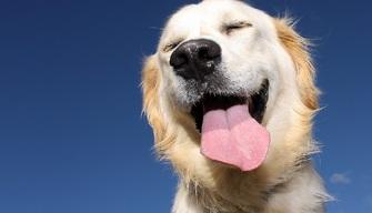 Quanti anni ha il tuo cane? La nuova formula per capirlo