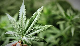 A lezione di... cannabis: ecco la scuola che insegna a coltivarla