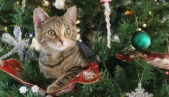 Natale: 5 situazioni imbarazzanti da condividere sui social