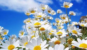 Equinozio di Primavera 2019: ecco perché inizia il 20 marzo