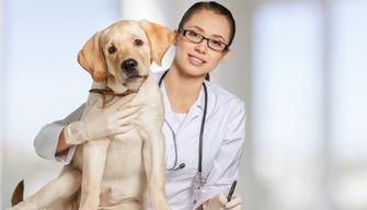 Magistrali in medicina veterinaria