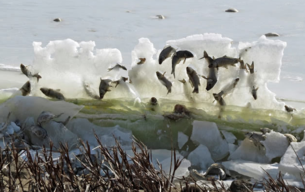 L'inverno è arrivato alla fine: ecco le 10 cose incredibili che ha provocato