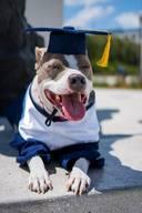 Kali, il Pit Bull premiato all'Università per aver aiutato la sua padrona a laurearsi