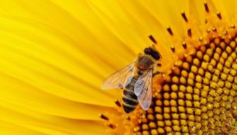 Adotta un alveare e salva le api dall'estinzione: puoi fare tutto online