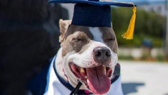 Laurea doppia per una studentessa e... il suo cane