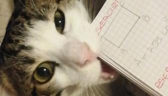 Scusi prof, ma i miei compiti li ha mangiati il gatto: le giustificazioni più assurde degli studenti