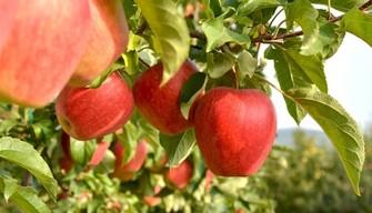 Simulazione maturità tecnico agrario 2019: tracce e soluzioni 28 febbraio