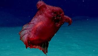 Il mostro pollo senza testa: le incredibili immagini degli scienziati