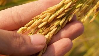 Elaborato maturità 2020 Istituto professionale Servizi per l'agricoltura e lo sviluppo rurale