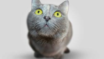 Test Veterinaria 2022: domande e argomenti