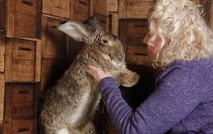 Non solo il coniglio più grande del mondo: ecco gli altri animali da record - FOTO