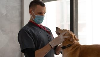 Quando escono le soluzioni del test di ingresso di Veterinaria?