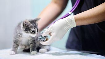 Lavorare con gli animali, quale laurea serve?
