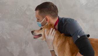 Test Veterinaria 2021, come prepararsi ed evitare gli errori il giorno dell'esame