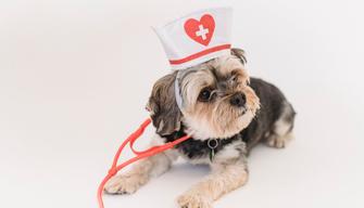 Domande e risposte Test Veterinaria 2021: quali sono?