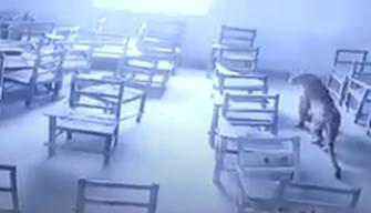 Shock a scuola: un leopardo entra in classe e attacca un alunno