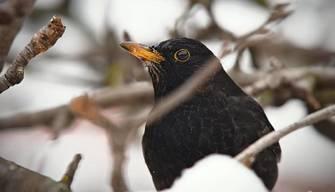 Quando sono i Giorni della Merla e la loro storia