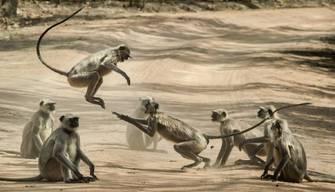 Vaiolo delle scimmie: che cos'è e cosa sta succedendo