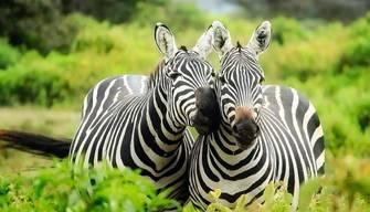 Estate 2022: guida ai parchi biologici d'Italia da visitare