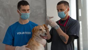 Test Veterinaria 2022, tutto sul test d'ingresso: la guida