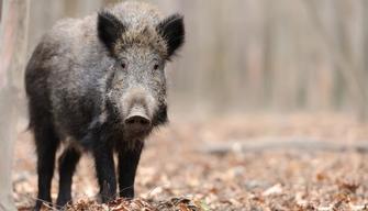 Un cinghiale entra a scuola in Calabria: lezioni sospese