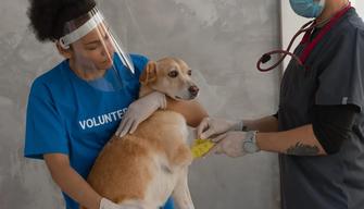 Test Veterinaria 2022: cosa portare e i documenti da presentare