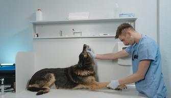 Test Veterinaria 2022: gli iscritti e i posti disponibili