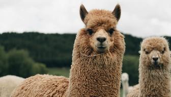 Come sono i test di Veterinaria TOLC VET