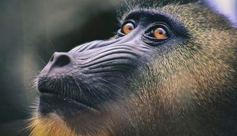 Test di Veterinaria 2023, come sarà e cosa cambia