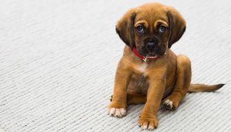 Cosa studiare per il test di ammissione a Veterinaria 2023?