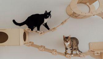 Test Veterinaria 2023: quanto dura? Il tempo a disposizione dei candidati