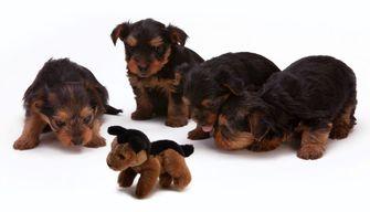 Test Veterinaria TOLC VET: come gestire il tempo