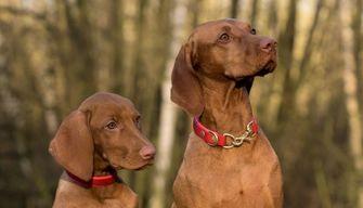 Come studiare per il test Veterinaria 2024: metodo e argomenti
