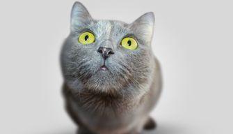 Test Veterinaria 2023, quanto costa il TOLC VET?