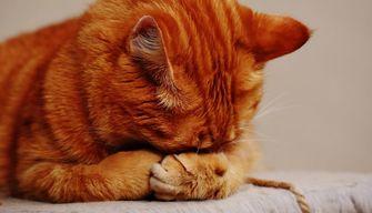 Esito test Veterinaria 2023: cosa bisogna sapere