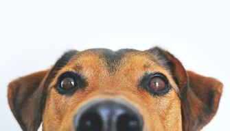 Come immatricolarsi a Veterinaria dopo aver superato il TOLC VET