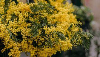 Perché l'8 marzo è la Festa della donna e si regala la mimosa?
