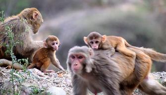 Un branco di scimmie assalta la scuola, paura tra gli studenti