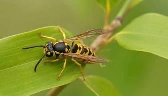 Sciame di vespe a scuola, classi evacuate: studentessa finisce in ospedale