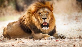 La voce umana è quella che fa più paura agli animali della savana