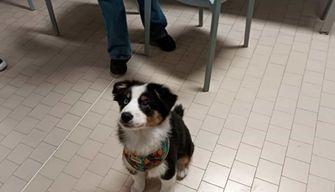 Professoressa porta a lezione il suo cucciolo, il preside: "È diventato subito la mascotte di tutti"