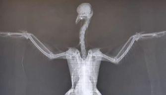 Piccione ucciso a bastonate da un gruppo di adolescenti, la veterinaria: "Basta violenza gratuita"