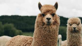 Quante domande ci sono nel test di Veterinaria?