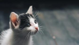 Lanciano un gattino dal ponte e postano il video sui social: denunciati due adolescenti