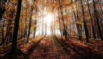 Buon primo Ottobre, le frasi migliori per l'inizio del mese