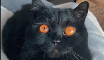 Il gatto dai rarissimi occhi arancioni spopola su TikTok: perché hanno questo colore