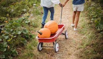 Arriva il servizio civile agricolo: 507 euro al mese per lavorare nel settore