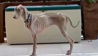 Il cane dimagrisce anche se mangia: guarisce diventando vegano