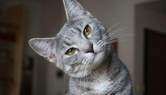 I gatti comunicano più di quanto pensi: possono avere ben 276 espressioni facciali